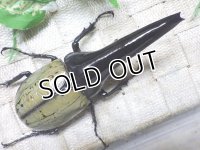 Dh.ヘラクレスオオカブト（パチセラス血統）☆♂120ミリ極太！ ♀66ミリ ♀64ミリ 別血統トリオ　㉞