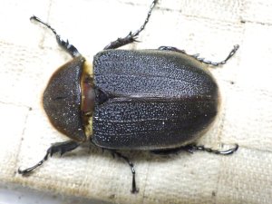 画像3: Dh.ヘラクレスオオカブト☆♀70ミリ新成虫単品　(4)