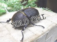 Dh.ヘラクレスオオカブト☆♀70ミリ新成虫単品　(4)