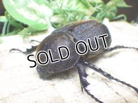 Dh.ヘラクレスオオカブト☆♀70ミリ新成虫単品　(3)