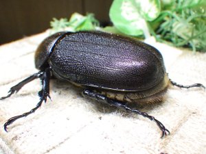 画像2: Dh.ヘラクレスオオカブト☆♀70ミリ新成虫単品　(3)