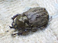 南米コロンビア特産種！ラモサスビロードヒナカブト☆♂Sサイズ ♀フリーサイズ新成虫ペア