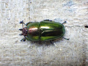 画像4: 天然からのWF1  パプアキンイロクワガタ（アルファック産）☆♂44ミリ♀フリーサイズ新成虫ペア　(2)