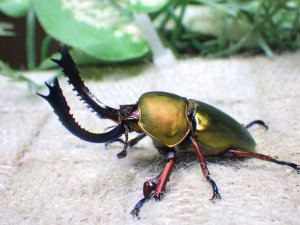 画像2: 天然からのWF1  パプアキンイロクワガタ（アルファック産）☆♂44ミリ♀フリーサイズ新成虫ペア　(2)