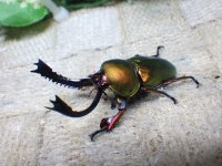 天然からのWF1  パプアキンイロクワガタ（アルファック産）☆♂44ミリ♀フリーサイズ新成虫ペア　(1)