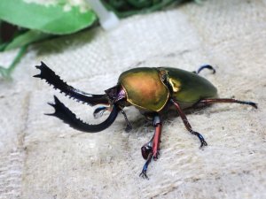 画像1: 天然からのWF1  パプアキンイロクワガタ（アルファック産）☆♂44ミリ♀フリーサイズ新成虫ペア　(2)