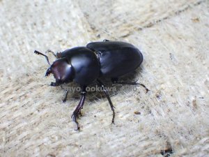 画像7: ブケファルスオオズ（フルブラックタイプ）☆♂28ミリ ♀20ミリ前後新成虫トリオ