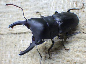 画像2: ブケファルスオオズ（フルブラックタイプ）☆♂28ミリ ♀20ミリ前後新成虫トリオ