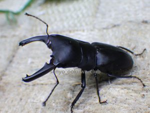 画像3: ブケファルスオオズ（フルブラックタイプ）☆♂28ミリ ♀20ミリ前後新成虫トリオ