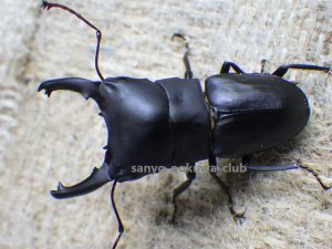 画像1: ブケファルスオオズ（フルブラックタイプ）☆♂28ミリ ♀20ミリ前後新成虫トリオ