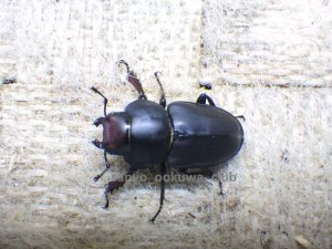 画像6: ブケファルスオオズ（フルブラックタイプ）☆♂28ミリ ♀20ミリ前後新成虫トリオ