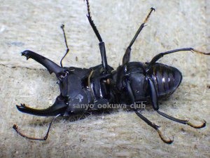 画像4: ブケファルスオオズ（フルブラックタイプ）☆♂28ミリ ♀20ミリ前後新成虫トリオ