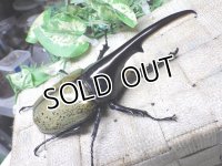 Dh.ヘラクレスオオカブト☆♂124ミリ新成虫単品