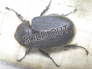 画像3: Dh.ヘラクレスオオカブト☆♀70ミリ新成虫単品　(5)