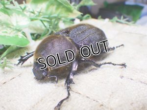 画像1: Dh.ヘラクレスオオカブト（パチセラス血統）☆♀64ミリ新成虫単品　㉟