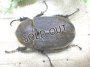 画像3: Dh.ヘラクレスオオカブト（パチセラス血統）☆♀64ミリ新成虫単品　㉟