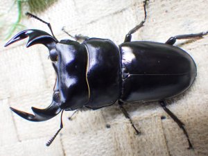 画像1: 11月22日入荷！　マレーアンタエウス（キャメロンハイランド産）☆♂ 72ミリ ♀46ミリ ♀45ミリ新成虫トリオ