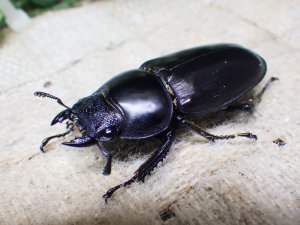 画像7: 11月22日入荷！　マレーアンタエウス（キャメロンハイランド産）☆♂ 72ミリ ♀46ミリ ♀45ミリ新成虫トリオ