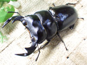 画像2: 11月22日入荷！　マレーアンタエウス（キャメロンハイランド産）☆♂ 72ミリ ♀46ミリ ♀45ミリ新成虫トリオ