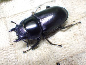 画像5: 11月22日入荷！　マレーアンタエウス（キャメロンハイランド産）☆♂ 72ミリ ♀46ミリ ♀45ミリ新成虫トリオ