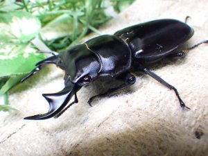 画像3: 11月22日入荷！　マレーアンタエウス（キャメロンハイランド産）☆♂ 72ミリ ♀46ミリ ♀45ミリ新成虫トリオ