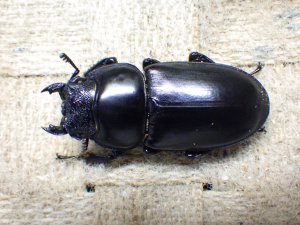 画像6: 11月22日入荷！　マレーアンタエウス（キャメロンハイランド産）☆♂ 72ミリ ♀46ミリ ♀45ミリ新成虫トリオ