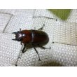 画像3: 美麗種！トカラノコギリクワガタ☆♂50ミリ,♀28ミリ新成虫ペア(3) (3)