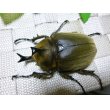 画像1: 美麗種！アヌビスゾウカブト新成虫ペア (1)