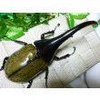 画像2: 極太血統！Dh.ヘラクレス新成虫♂単品 B品種親繁殖用に最適！ (2)