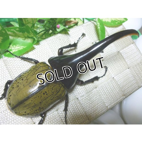 画像2: 極太血統！Dh.ヘラクレス新成虫♂単品 B品種親繁殖用に最適！ (2)