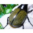 画像3: 極太血統！Dh.ヘラクレス新成虫♂単品 B品種親繁殖用に最適！ (3)