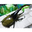 画像1: 極太血統！Dh.ヘラクレス新成虫♂単品 B品種親繁殖用に最適！ (1)