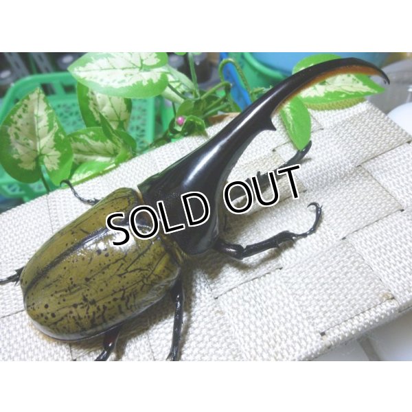 画像1: 極太血統！Dh.ヘラクレス新成虫♂単品 B品種親繁殖用に最適！ (1)