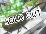 画像: サービス品！Dh.ヘラクレス新成虫♂142ミリ単品