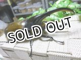 画像: セール品！ヘラクレスリッキー☆♂131ミリ新成虫単品(1)