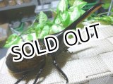 画像: 激安品！ヘラクレスリッキー☆♂137ミリ新成虫単品(3)