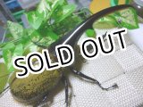 画像: お勧め品　極太血統！Dh.ヘラクレス新成虫♂140ミリ（種親用に）単品販売