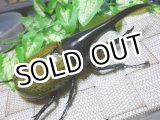 画像: 極太有名血統！Dh.ヘラクレス新成虫♂133ミリ単品販売