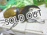 画像: 20%OFF 貴重種！マヤシロカブト☆♂86,♀68ミリ新成虫ペア C