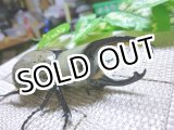 画像: 白いカブトムシ！グラントシロカブト☆♂71ミリ、♀56ミリA-新成虫ペア A