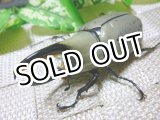 画像: 白いカブトムシ！グラントシロカブト☆♂68ミリ、♀46ミリ新成虫ペア C
