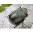 画像3: 白いカブトムシ！グラントシロカブト☆♂68ミリ、♀46ミリ新成虫ペア C (3)