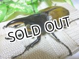 画像: セール20%OFF ヘラクレス レイディ（バウドリータイプ）☆♂86,♀64ミリ新成虫ペア D
