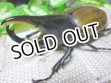 画像: セール25%OFF ヘラクレス レイディ（バウドリータイプ）☆♂88,♀65ミリ新成虫ペア C