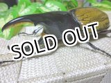 画像: ヘラクレス レイディ（バウドリータイプ）☆♂93ミリ新成虫単品