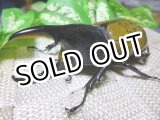 画像: セール20%OFF ヘラクレス レイディ（バウドリータイプ）☆♂92,♀65ミリ新成虫ペア A