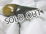 画像: サービス品！ヘラクレスオオカブト！.パスコアリ☆♂92ミリ新成虫単品　