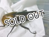 画像: ヘラクレスオオカブト！.パスコアリ☆♂105ミリ新成虫単品　