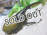 画像: ヘラクレスオオカブト！極太有名アウトライン☆♂131ミリ新成虫単品 A