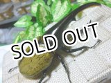 画像: 極太血統！Dh.ヘラクレス新成虫♂134ミリ単品販売 B